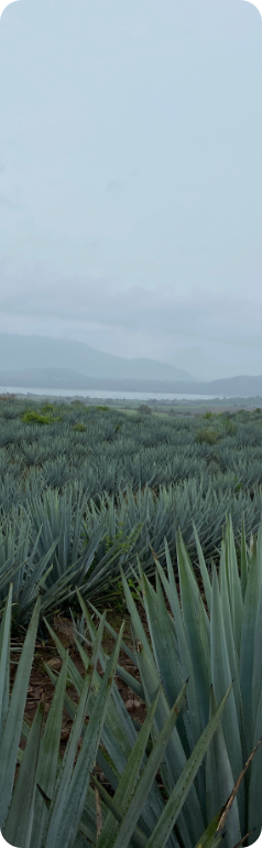 Campos de Agave
